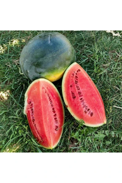 ZENGARDEN EV VE BAHÇE Yerli Akhisar kara karpuz tohumu atalık tohum