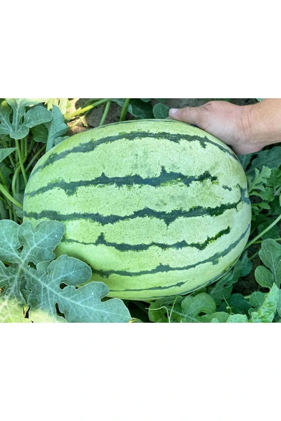 ZENGARDEN EV VE BAHÇE Erkenci karpuz tohumu geleneksel watermelon dixie queen - 2