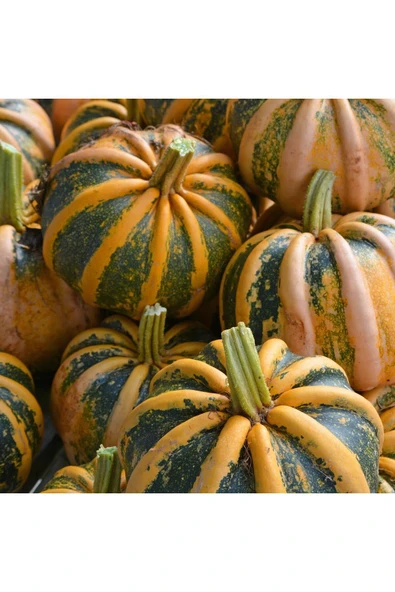 ZENGARDEN EV VE BAHÇE Kamo Kamo yazlık kışlık kabak tohumu squash