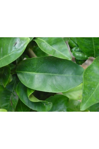 habune taze portakal yaprağı 100 gr günlük toplama