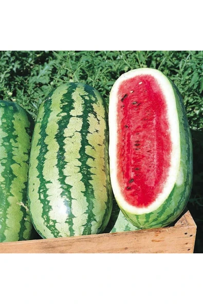ZENGARDEN EV VE BAHÇE Jübile karpuz tohumu geleneksel jubilee watermelon seeds - 3
