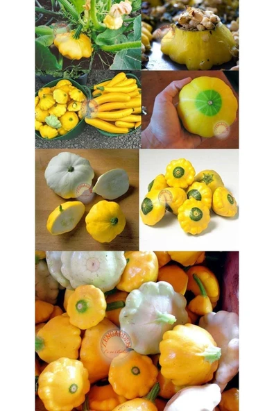 ZENGARDEN EV VE BAHÇE Sarı istiridye kabak tohumu Atalık yaz kabağı çalı tipi - 3