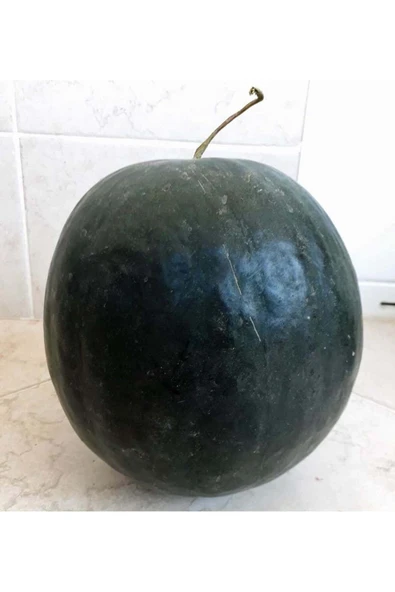 ZENGARDEN EV VE BAHÇE Yerli Kuşadası karpuzu tohumu atalık tohum - 2