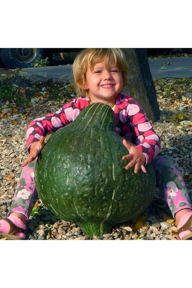 ZENGARDEN EV VE BAHÇE Yeşil Hubbard tatlı balkabağı tohumu Atalık tohum