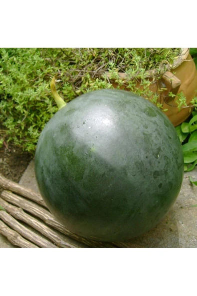 ZENGARDEN EV VE BAHÇE Yerli Akhisar kara karpuz tohumu atalık tohum - 2
