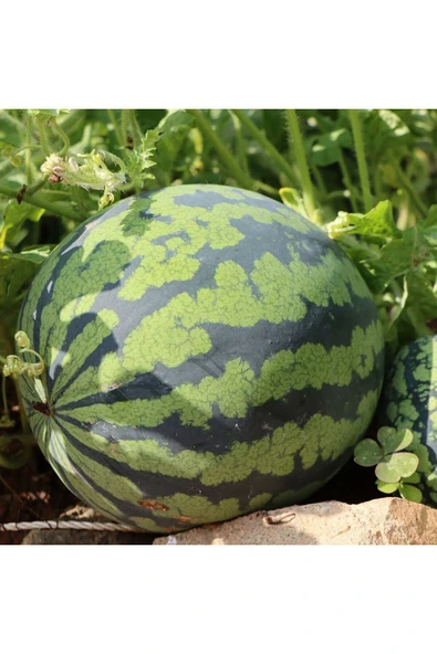 ZENGARDEN EV VE BAHÇE Dev karpuz tohumu geleneksel watermelon florida giant - 4
