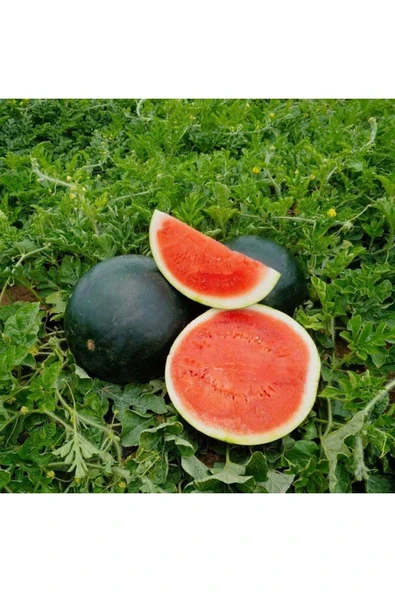 ZENGARDEN EV VE BAHÇE Siyah elmas karpuz tohumu geleneksel watermelon black diamond - 3