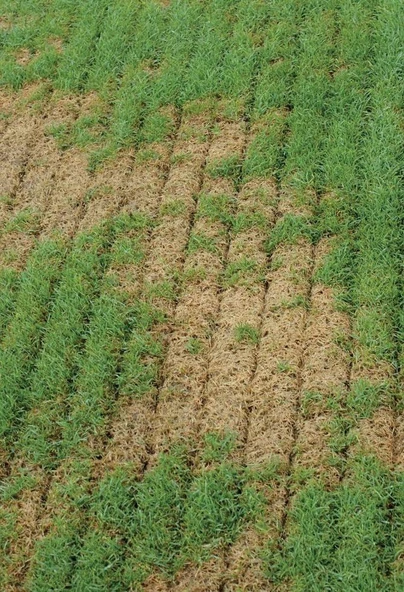 Agrinova JU 949 Benzinli Çekilir Çim Havalandırma Makinesi - 4