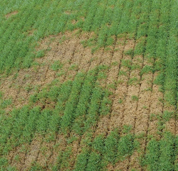 Agrinova JU603B2-RM Benzinli Çim Havalandırma Makinesi - 3