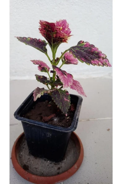 Sihirbaz Yaprak Güzeli Çiçeği 10-20 cm - Resim 4