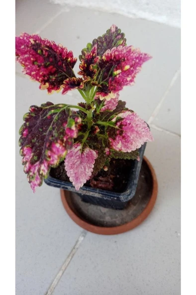 Sihirbaz Yaprak Güzeli Çiçeği 10-20 cm - Resim 3