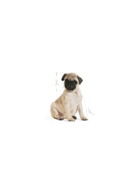 Pug Puppy Yavru Köpek Maması 1,5 Kg - 4