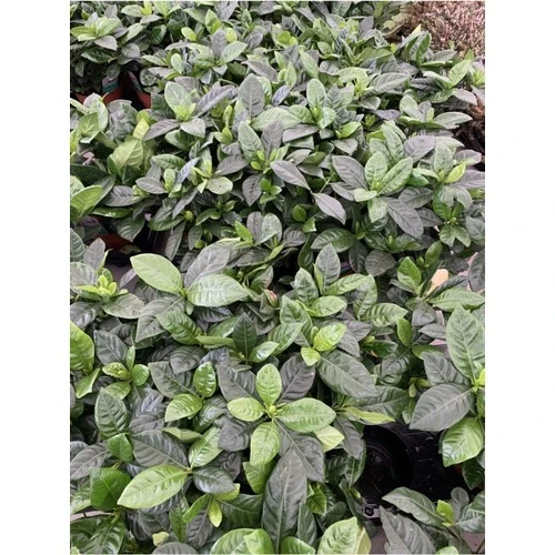 Gardenya Çiçeği Bol Kokulu 10-20 cm - Resim 2