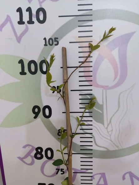 Arap Yasemini (Rhyncospermum jasminoides) - Hoş Kokulu ve Dayanıklı Sarmaşık Bitkisi  100 CM+ - 4