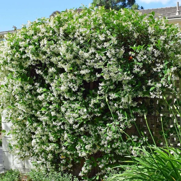Arap Yasemini (Rhyncospermum jasminoides) - Hoş Kokulu ve Dayanıklı Sarmaşık Bitkisi  100 CM+
