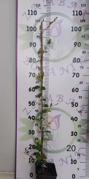 Arap Yasemini (Rhyncospermum jasminoides) - Hoş Kokulu ve Dayanıklı Sarmaşık Bitkisi  100 CM+ - 2