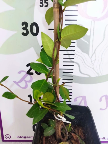 Arap Yasemini (Rhyncospermum jasminoides) - Hoş Kokulu ve Dayanıklı Sarmaşık Bitkisi  100 CM+ - 3