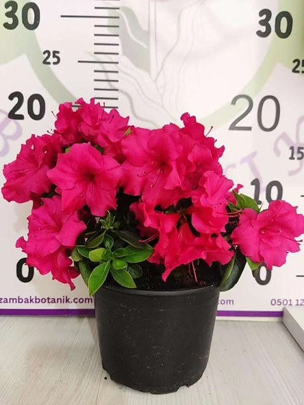 Pembe Açelya (Azalea) - Renkli ve Göz Alıcı Çiçekli Bitki - 2