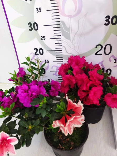 Pembe Açelya (Azalea) - Renkli ve Göz Alıcı Çiçekli Bitki