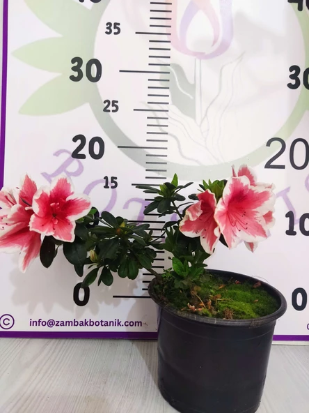 Alaclı Pembe Beyaz Açelya (Azalea) - Renkli ve Göz Alıcı Çiçekli Bitki - 2