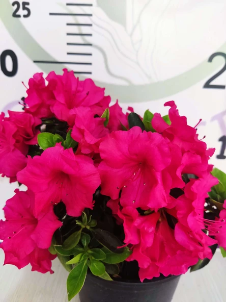 Pembe Açelya (Azalea) - Renkli ve Göz Alıcı Çiçekli Bitki - 3