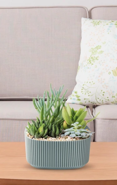 Omnipazar KRS-247 Pera Aranjman Kaktus Sukulent Saksı 1 Litre 3'lü Set - Resim 6