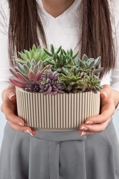 Omnipazar KRS-247 Pera Aranjman Kaktus Sukulent Saksı 1 Litre 3'lü Set - Resim 3