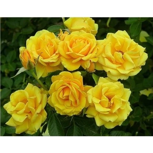 Sarı Gül Fidanı Yediveren Kokulu 10-20 cm