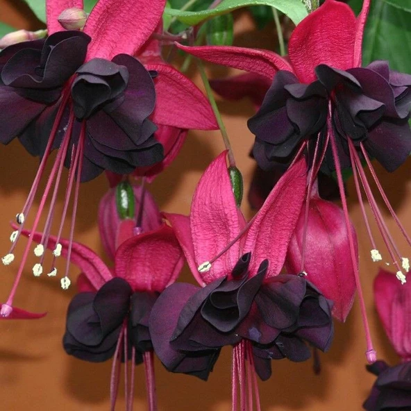 İri Çiçekli Sarkıcı  Fuchusia Blacky Siyah Küpe Çiçeği Fidesi (10 adet)