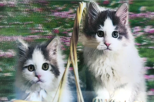 3 Boyutlu Resim  Sevimli Kediler İkili Kedi Resmi Tablosu 40x60 Cm