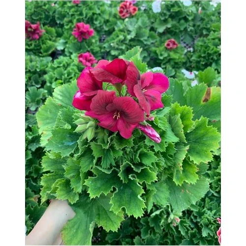 Ceylan Gözü Sardunya Çiçeği Mor 10-20 cm ürün görseli