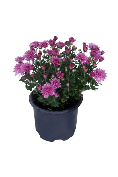 Saksıda Kasımpatı Çiçeği (chrysanthemum) LİLA 10-20 cm