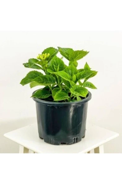 Mavi Ortanca Çiçeği Fidanı10-20 cm - Resim 2