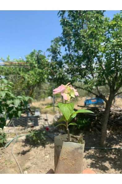 Mavi Ortanca Çiçeği Fidanı10-20 cm - Resim 4