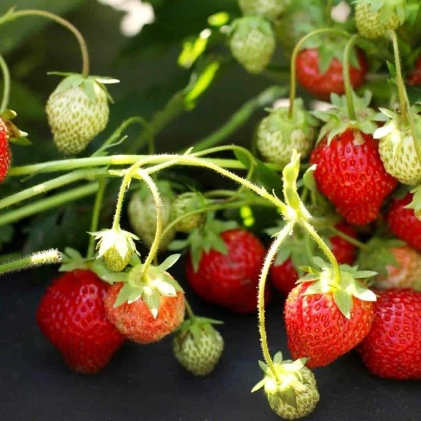 Tüplü 10 Adet Organik Sweet Ann Çilek Fidesi