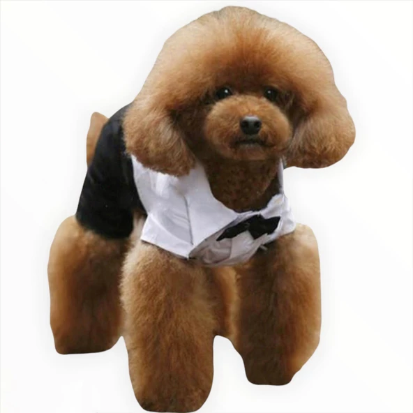 Tuxedo Smokin Köpek Kıyafeti Damatlık - 4
