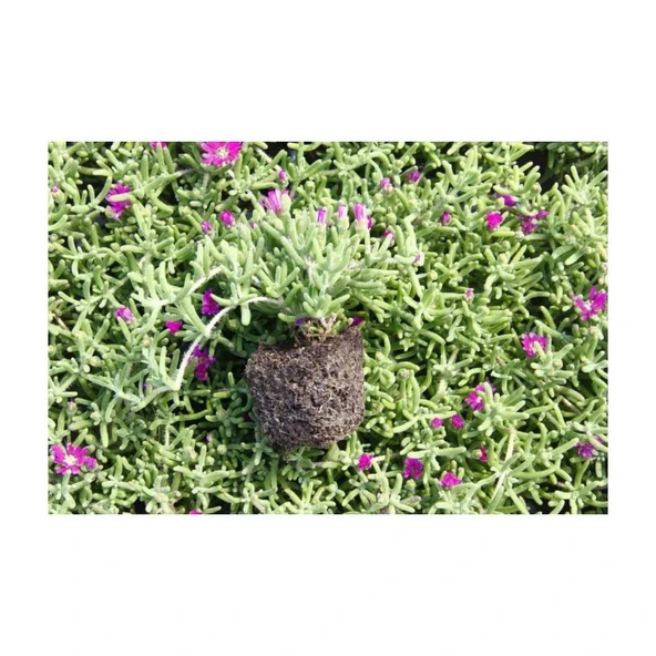 Mor Acem Halısı Çiçeği Fidanı 10-15 cm - Resim 2