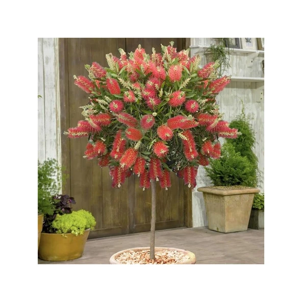 Saksılı Fırça Çalısı Fidanı Callistemon Laevis