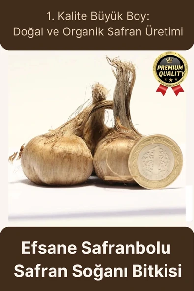 Özel Yerli Üretim Dikime Hazır Büyük Boy 1. Kalite Efsane Safranbolu Safran Soğanı Bitkisi - 1 Adet
