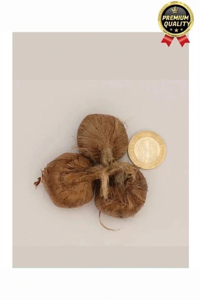 Özel Yerli Üretim Dikime Hazır Büyük Boy 1. Kalite Efsane Safranbolu Safran Soğanı Bitkisi - 1 Adet - 3