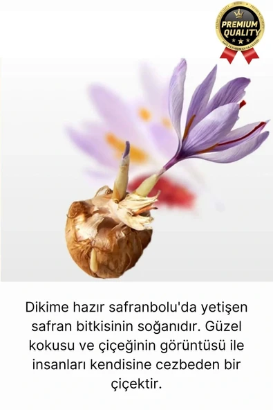 Özel Yerli Üretim Dikime Hazır Büyük Boy 1. Kalite Efsane Safranbolu Safran Soğanı Bitkisi - 1 Adet - 2