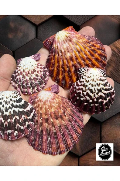 Gerçek Deniz Kabuğu - COLORFULL PECTEN - ( 100 gr )