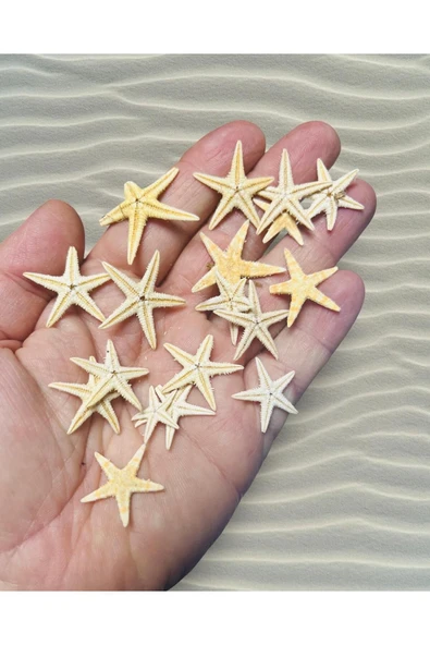 Star Fish - Gerçek Deniz Yıldızı - ( Ort. 25mm 10 Adet )