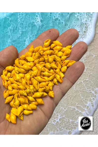 Gerçek Deniz Kabuğu - NASSA SHELL - 100 ADET - ORANGE