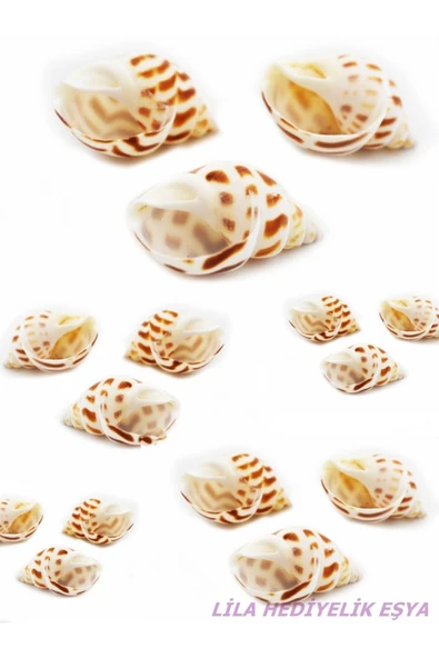 20 Adet Doğal Gerçek Deniz Kabuğu Babylonia Areolata / Akvaryum Süsleme Malzemesi / Hobi / El Işi - 2