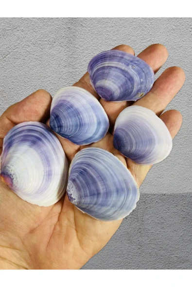 Gerçek Deniz Kabuğu - Oceanum Legatum - Deliksiz - ( 60gr , Ort 10 adet )