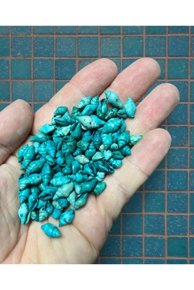 200 Adet Gerçek Deniz Kabuğu - Turkuaz Nassa - Deliksiz - ( 200 Adet )