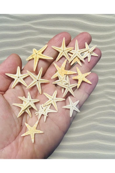 Gerçek Deniz Yıldızı - Akvaryum Teraryum Dekoru - ( 2 Cm 5 Adet ) - Resim 2