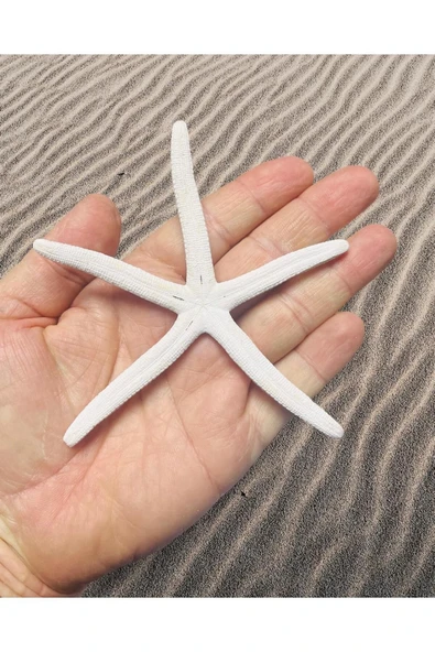 Star Fish - Gerçek Deniz Yıldızı - ( Ort. 110 mm 1 Adet )