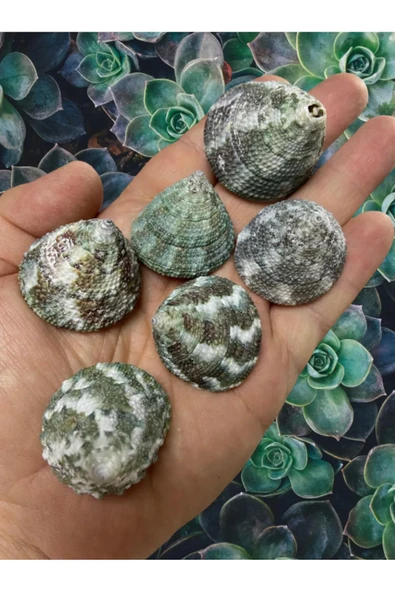 Gerçek Deniz Kabuğu - viridi collis - Deliksiz - ( 8 adet )